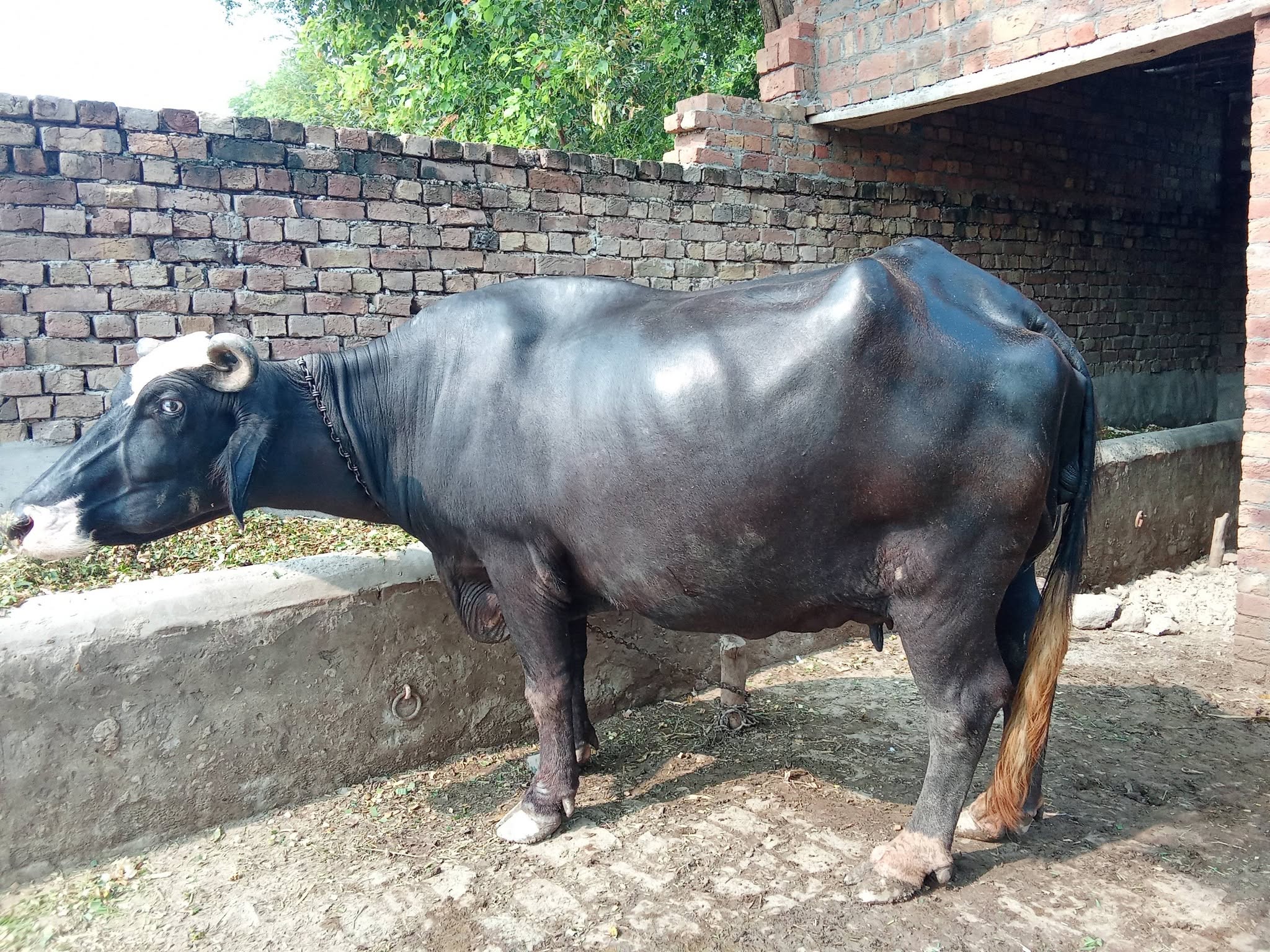 buffalo for sale in depalpur okara